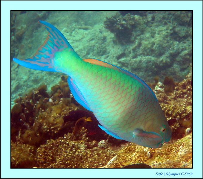 2005 - 08 - Redang  - 182.JPG